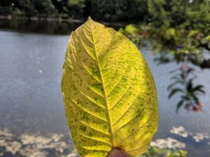 Buy local Kratom in West Valley City