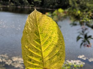 Buy local Kratom in Virginia Beach