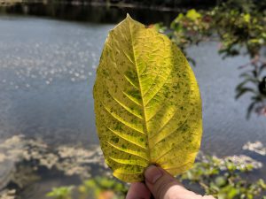 Buy local Kratom in Vista