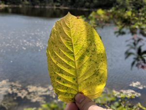 Buy local Kratom in Waco