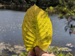 Buy local Kratom in Warren