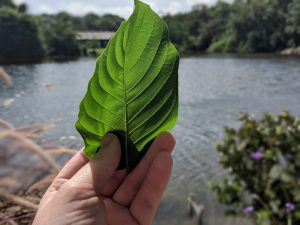 Buy local Kratom in West Jordan