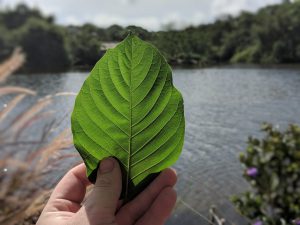 Buy local Kratom in West Covina