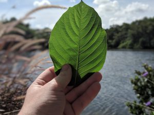 Buy local Kratom in Wichita