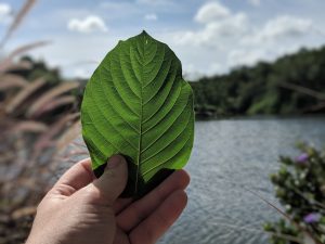 Buy local Kratom in Wichita Falls