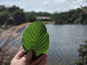 Buy local Kratom in Winston–Salem