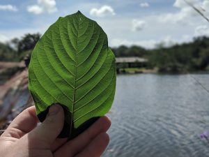 Buy local Kratom in Yonkers