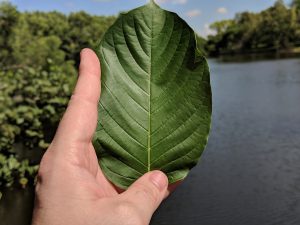 Buy local Kratom in Greenacres Florida