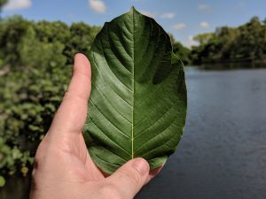 Buy local Kratom in Gainesville Florida