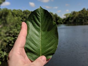 Buy local Kratom in Highland Beach Florida