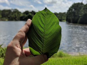 Wholesale Borneo Kratom Red Vein leaf free shipping