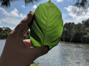 Wholesale Borneo Kratom Red Vein leaf 