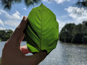 Buy Borneo Kratom Red Vein leaf local