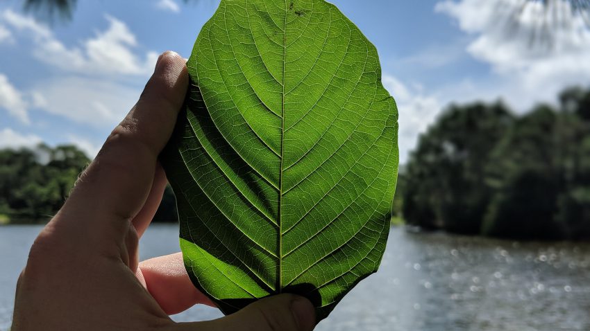 Buy Borneo Kratom Red Vein leaf local