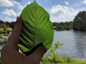 Buy Borneo Kratom Red Vein leaf wholesale freeship 