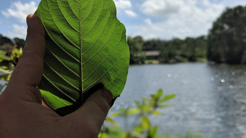 Buy Borneo Kratom Red Vein leaf whole sale