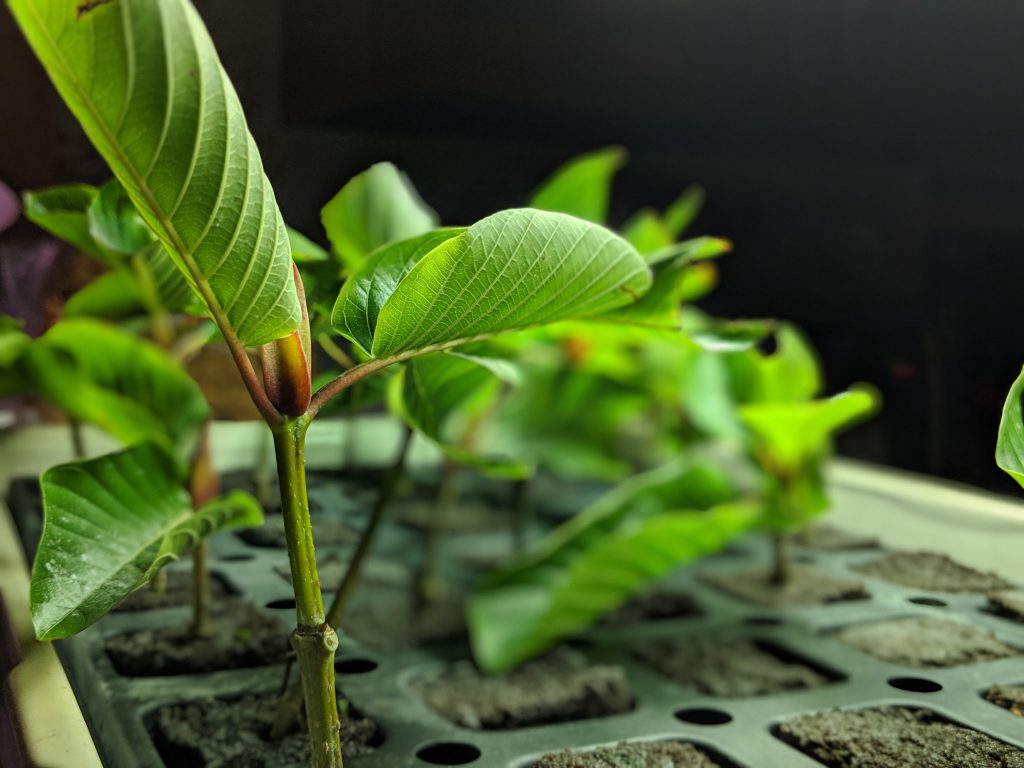 Kratom Cuttings