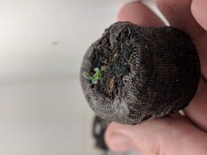Little kratom seedling busting out of a peat pod
