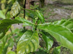 Mature P. viridis leaf that's very potent