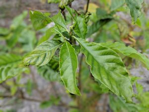 Checking out. P. Viridis leaf