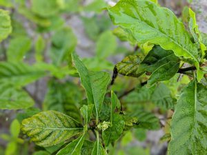 P. Viridis leaf for sale grown in the United States