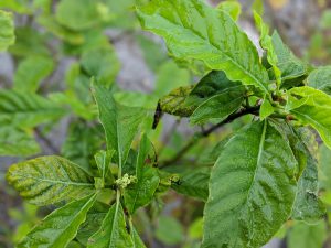 Maturing p. Viridis leaf developing on the tree