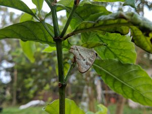 Butterfly hanging from a p. Viridis plant