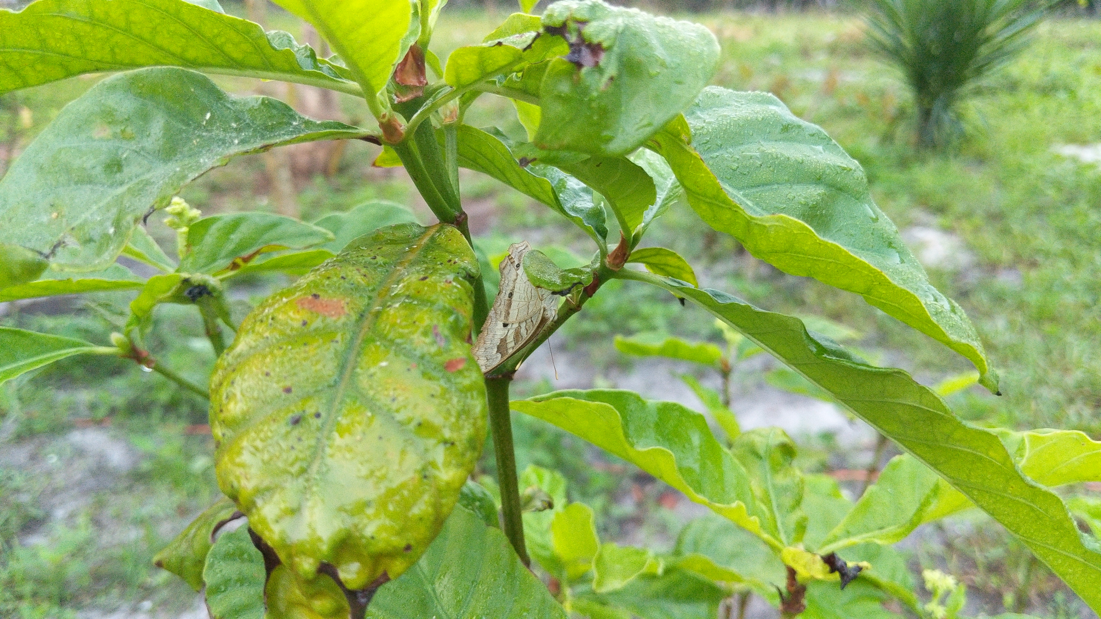 P. Viridis leaf for sale to ship