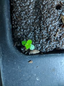 Kratom seedling sprouting out of soil