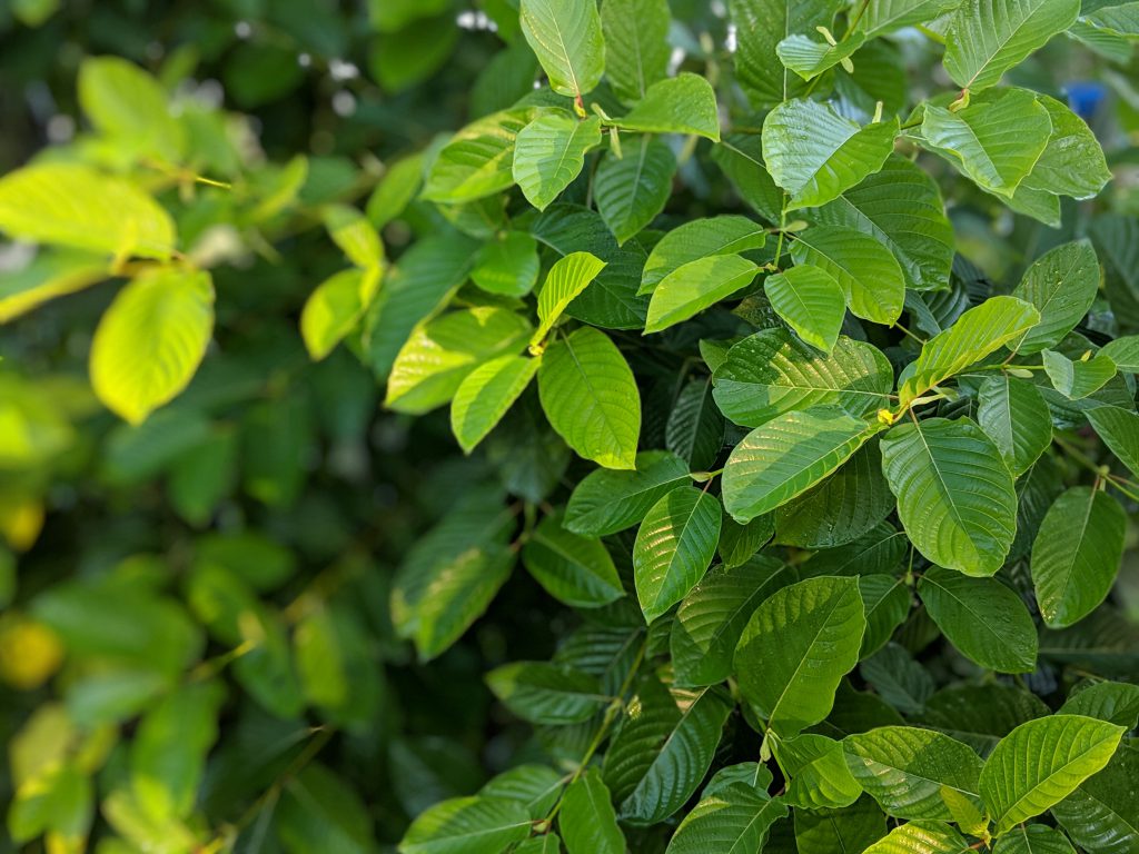 Spinning Kratom On kratom Trees