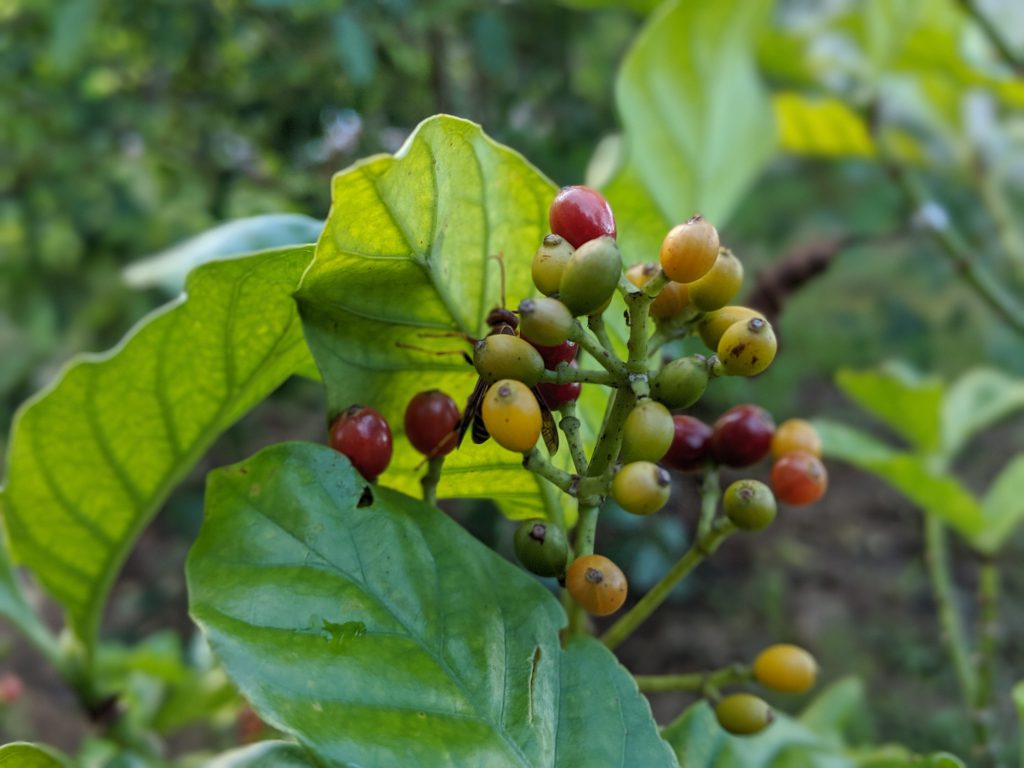 Psychotria Viridis Berries - Fresh Organic Grown in USA