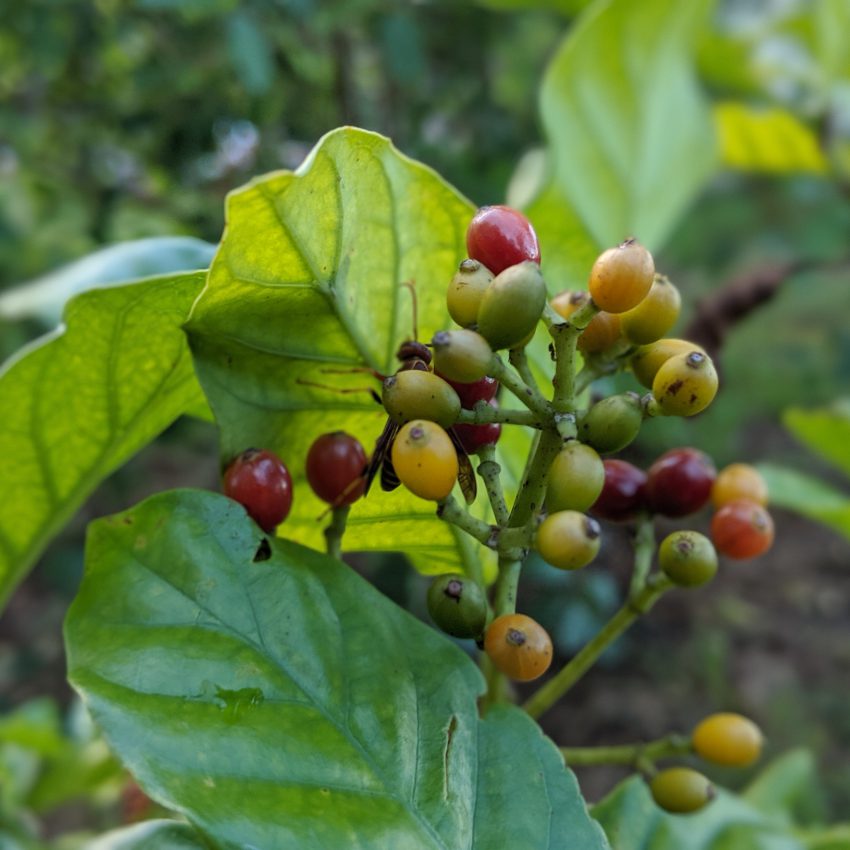 Psychotria viridis Berries