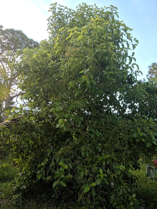 Bees Making Kratom Honey