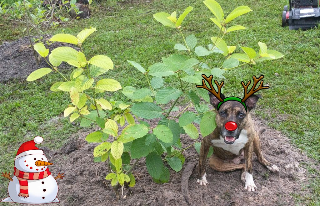 Dog having fun while watering American Kratom Nursery