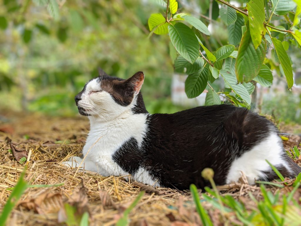 Look at this little cutie catching some rest under a mature American Kratom Tree