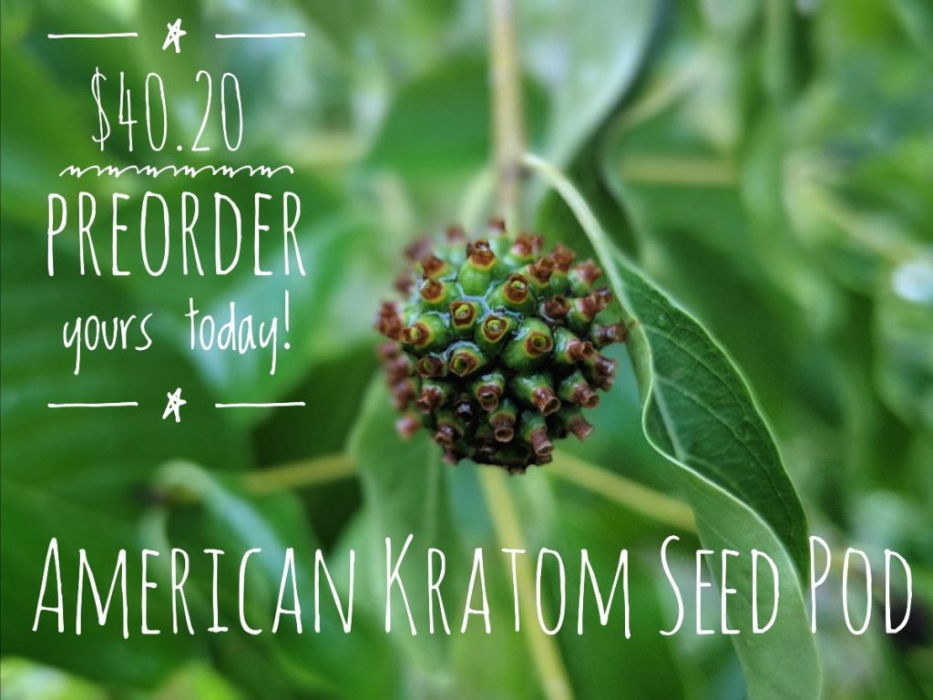 USA Kratom Seed Pod Pre-Order!