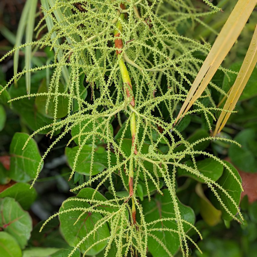 Palmetto berry Florida Seed being developed