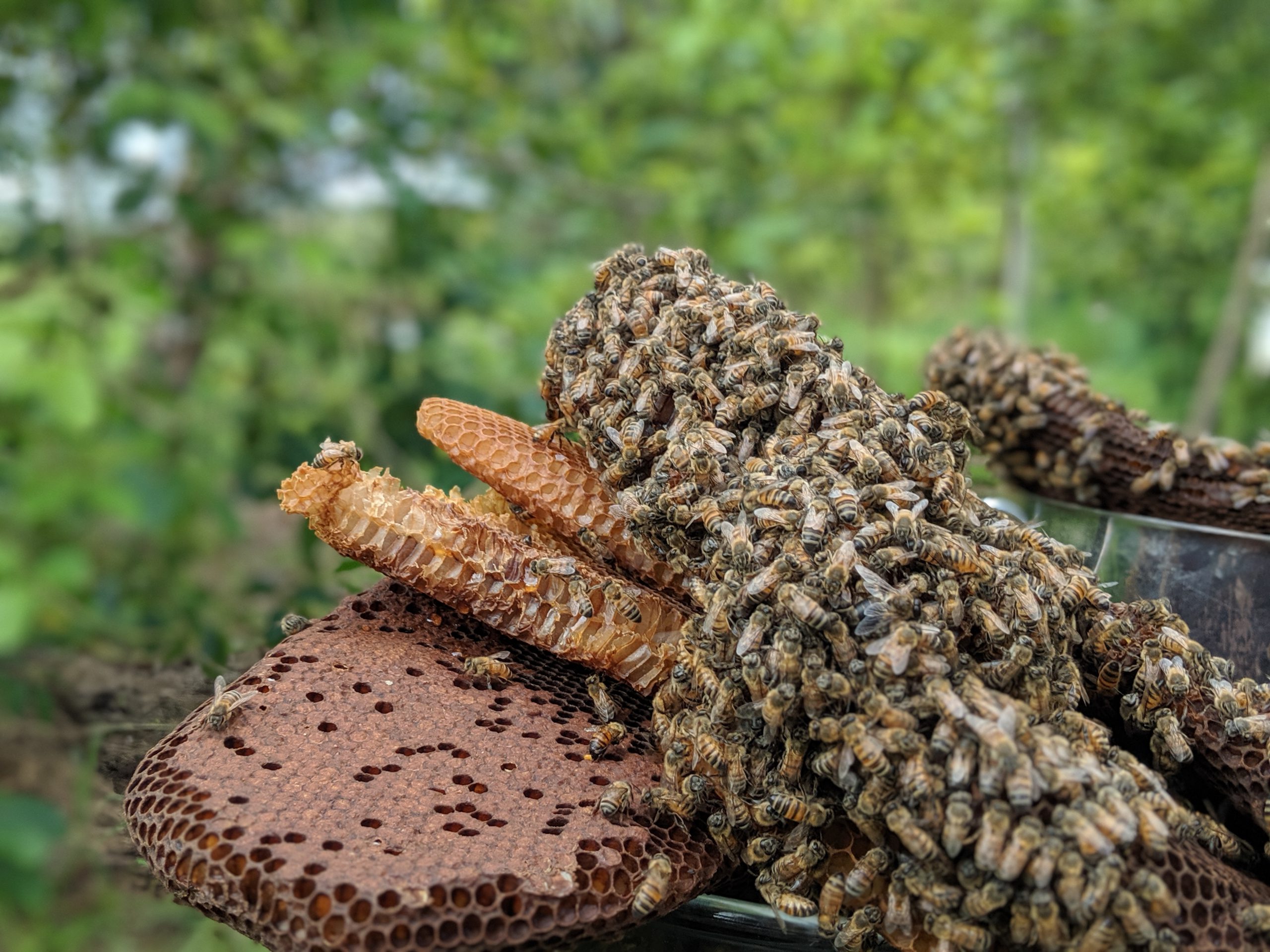 Bees on Kratom Honey Comb