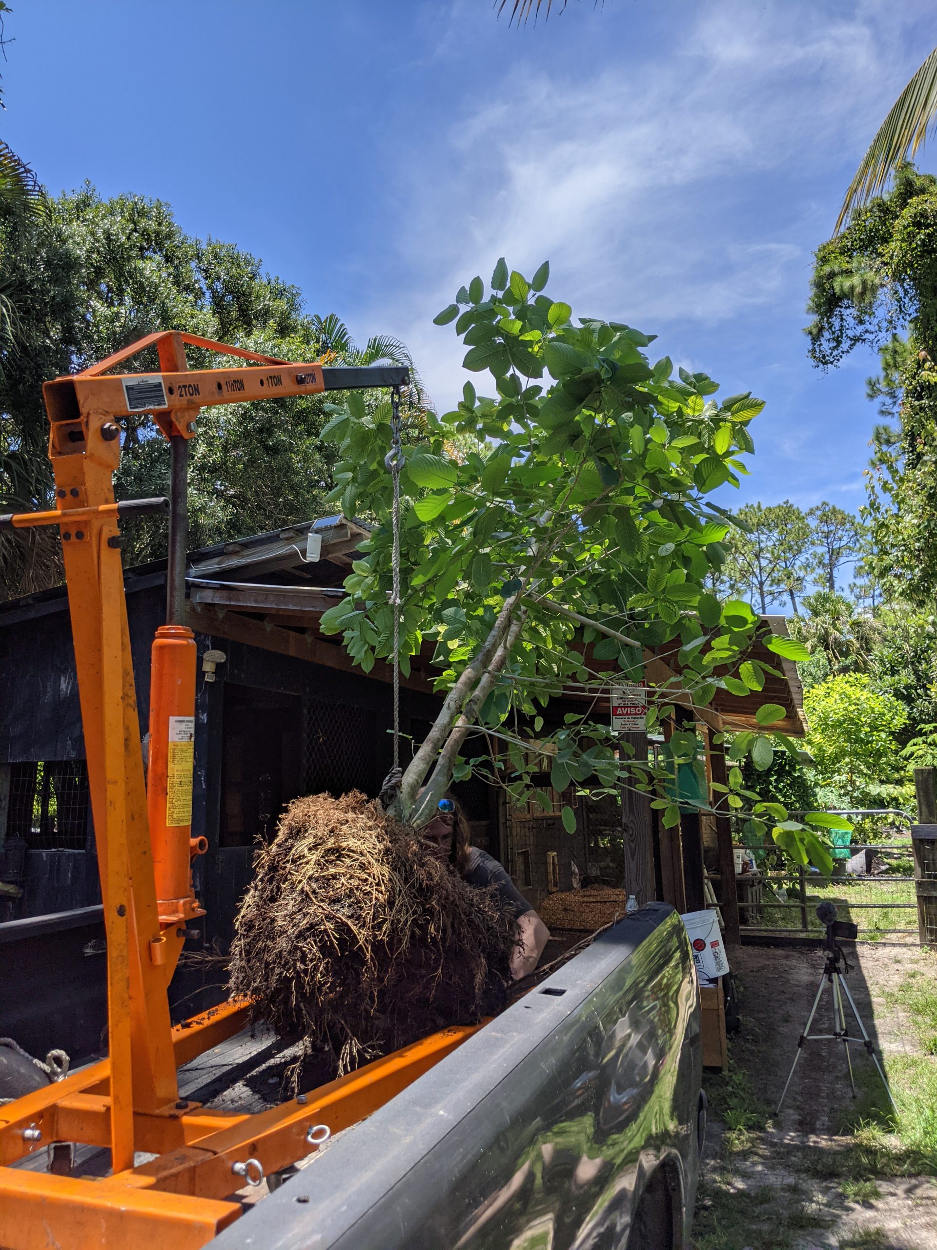 kratom tree being held by a engine lift