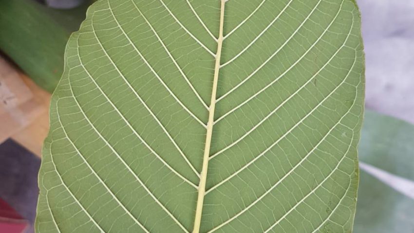 Fresh Kratom Leaf