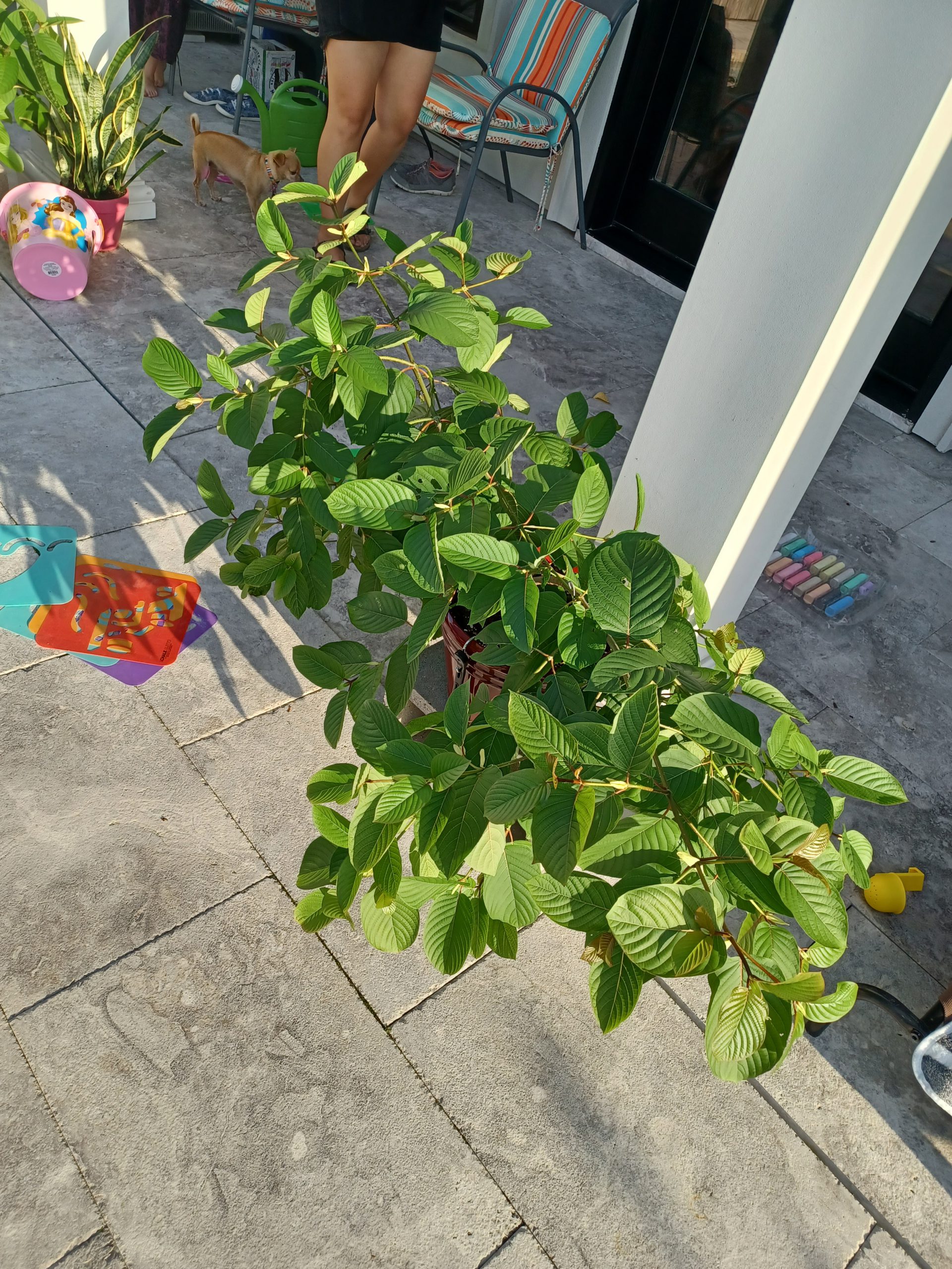 customer Kratom tree